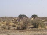 2006-314_160[1]